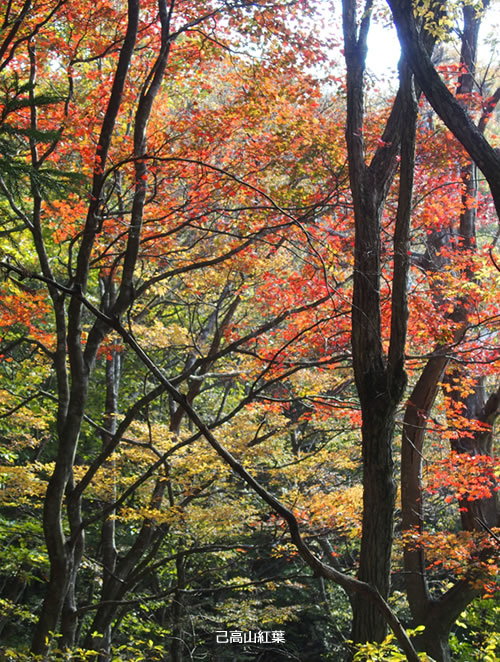己高山 鶏足寺跡 紅葉